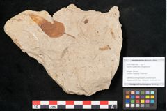 Foto (Objekt + Etikett) von Quercus palaeoilex Ettingshausen (NHMW-GEO-2024-0188-6366)